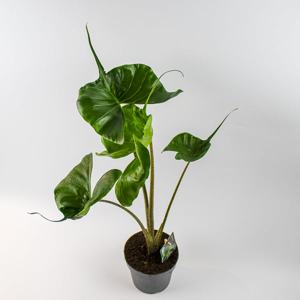 Alocasia macrorrhiza Stingray Ø14cm H45cm