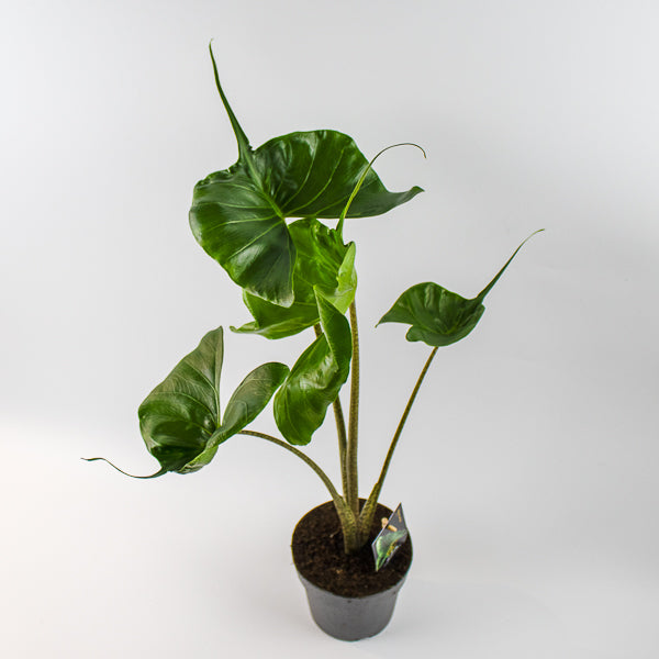 Alocasia macrorrhiza Stingray Ø14cm H45cm