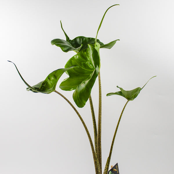Alocasia macrorrhiza Stingray Ø14cm H45cm