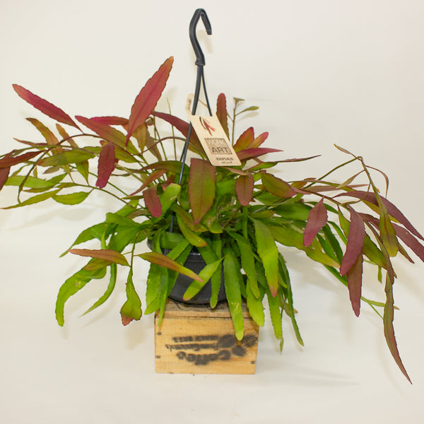 Rhipsalis 'Red Coral' 19