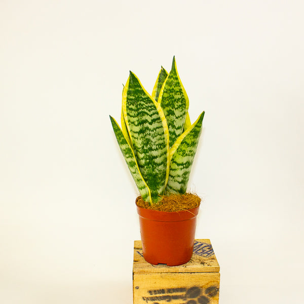 Sansevieria Futura Superba 12cm H30cm