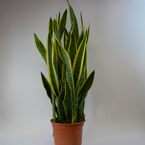 Sansevieria Laurentii 23cm H100cm