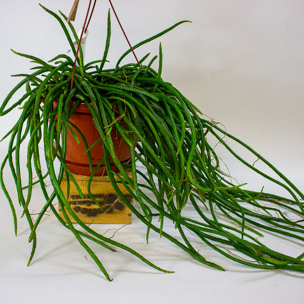 Selenicereus wercklei 21cm H40cm