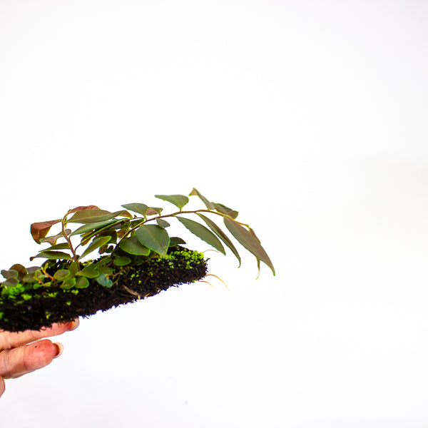 Marcgravia Dark Brown