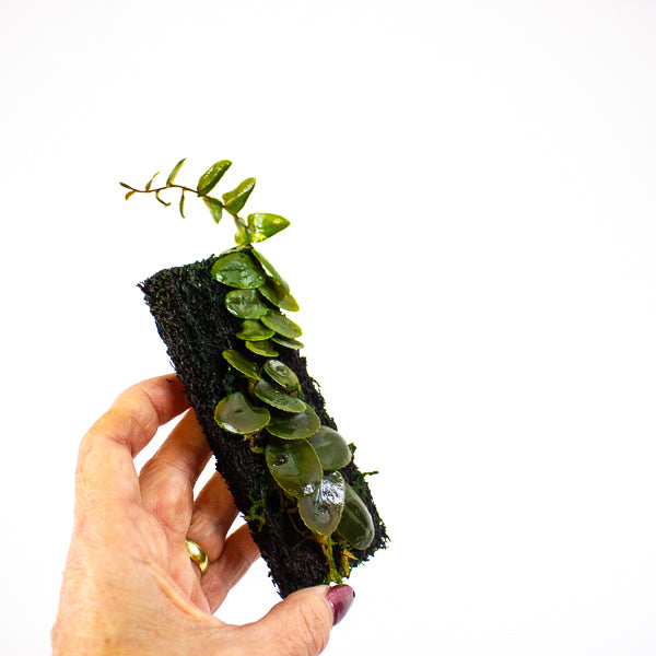 Marcgravia Small round leaf