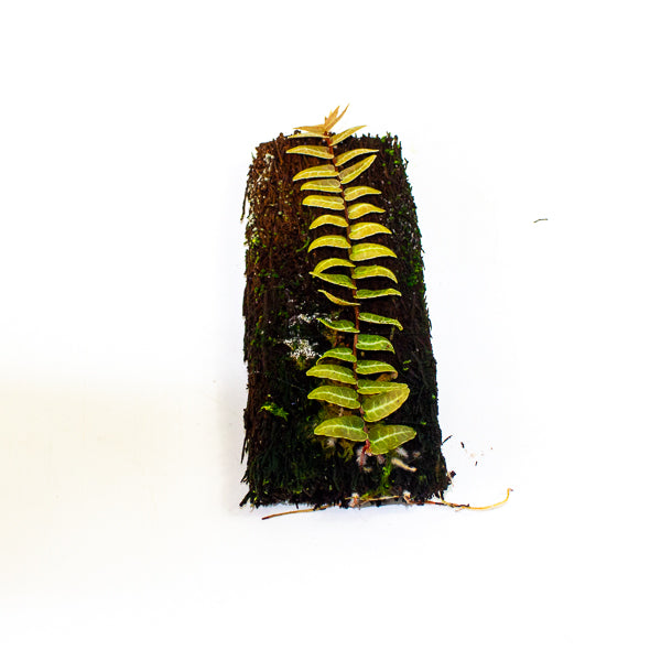 Marcgravia umbellata pink