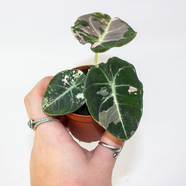 Alocasia Black velvet Pink 6cm H10cm