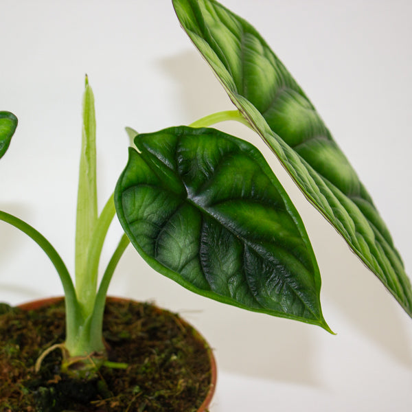 Alocasia Dragon Scale 12cm H25cm
