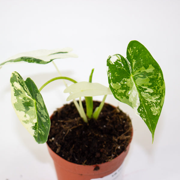 Alocasia Frydek variegata 7cm H10cm