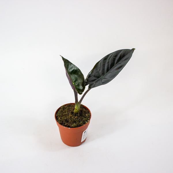 Alocasia Infernalis 'black magic' 7cm H15cm