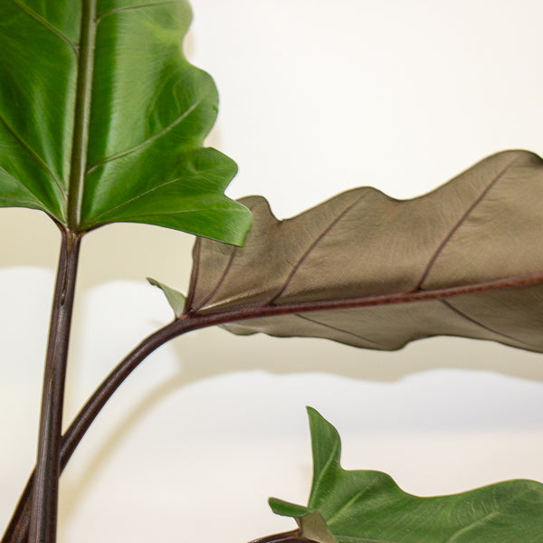 Alocasia lauterbachiana 19cm H80cm