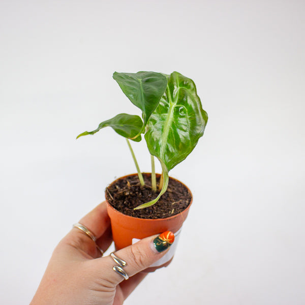 Alocasia Venom 7cm H15cm