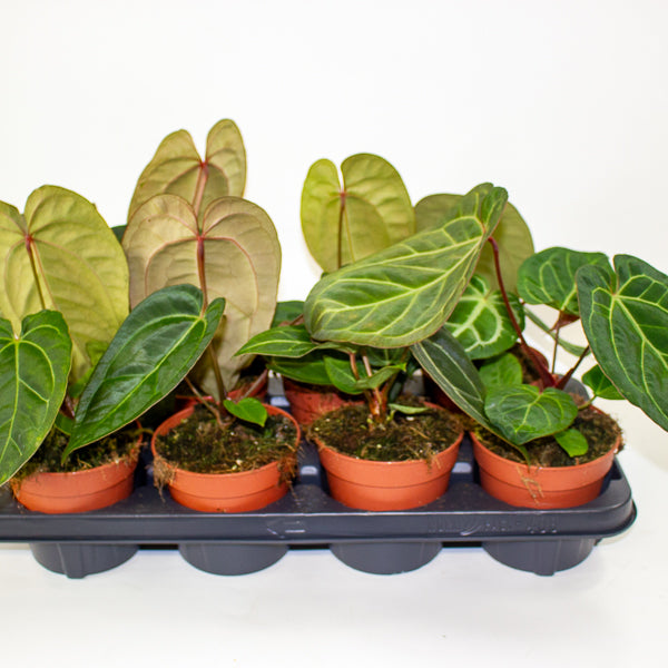 Anthurium Hybrid - NOID - 12cm H20cm