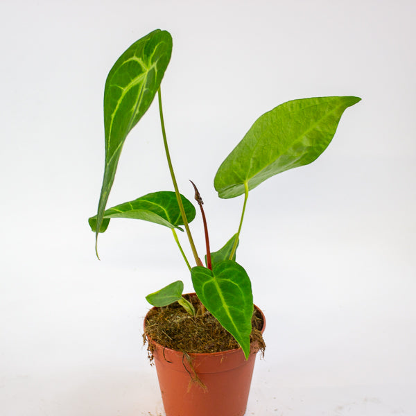 Anthurium Magnificum 12cm H35cm