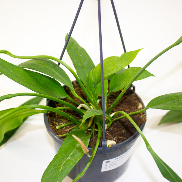 Anthurium Vittariifolium 15cm H30cm