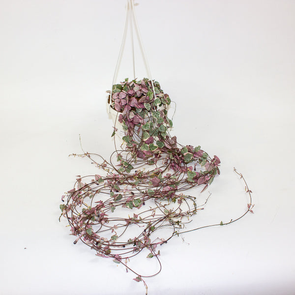 Ceropegia woodii Variegata 14cm H75cm