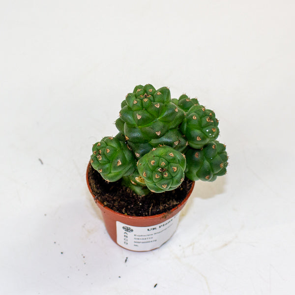 Euphorbia Ritschei mini 6cm H12cm