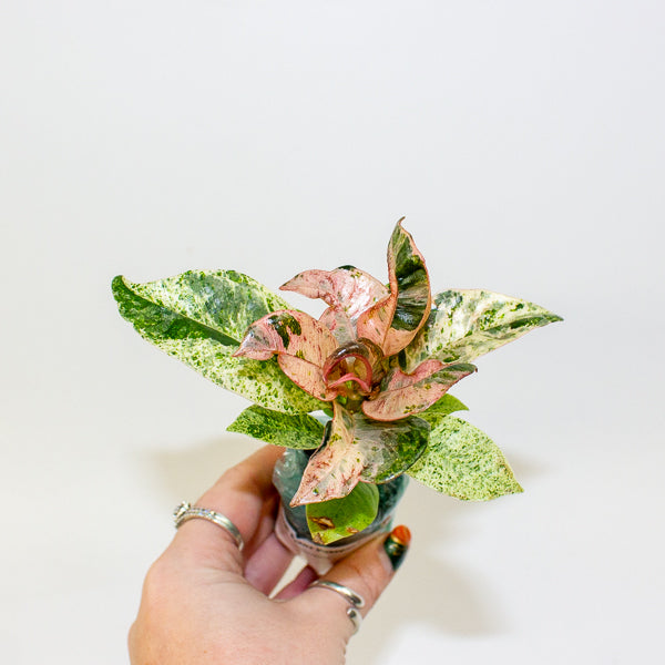 Ficus Shivereana moonshine 2cm H15cm