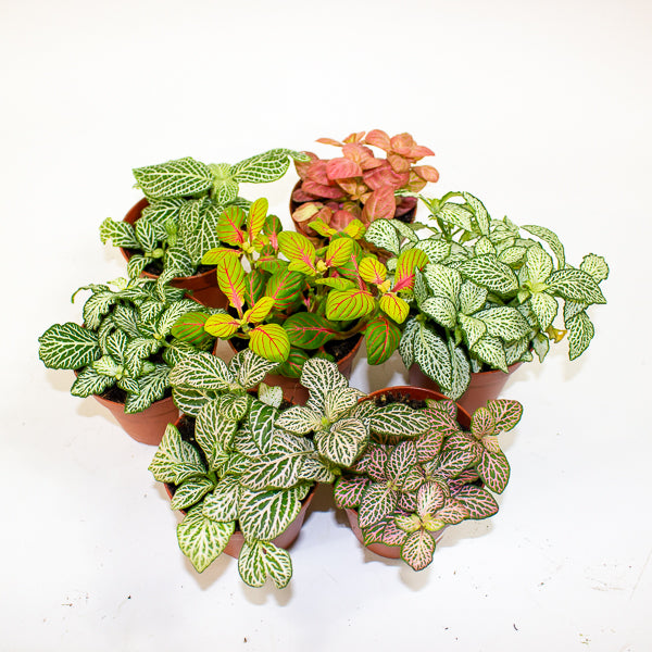 Fittonia mixed - Choose one from our selection 8.5cm H12cm