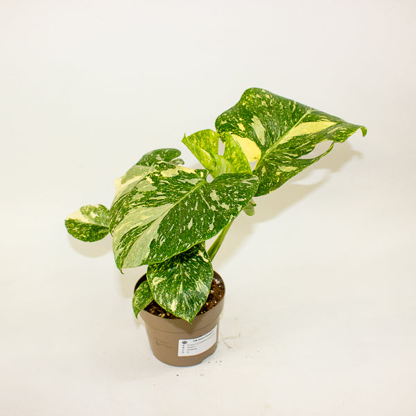 Monstera Thai Constellation Crème Brulee 12cm H40cm