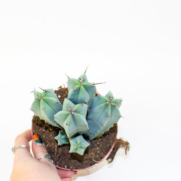 Myrtillocactus geometrizans 12cm H18cm