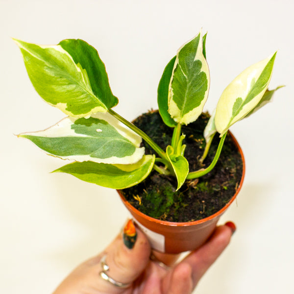 Philodendron Burle Marx White Lava 7cm H15cm