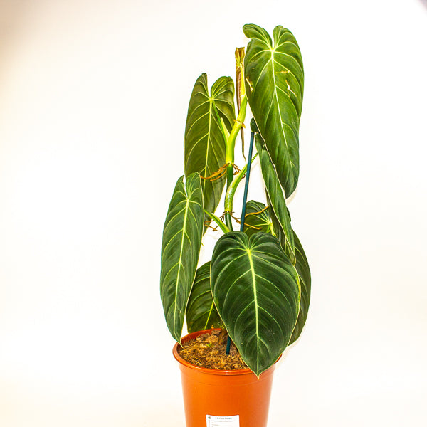 Philodendron Melanochrysum 21cm H75cm
