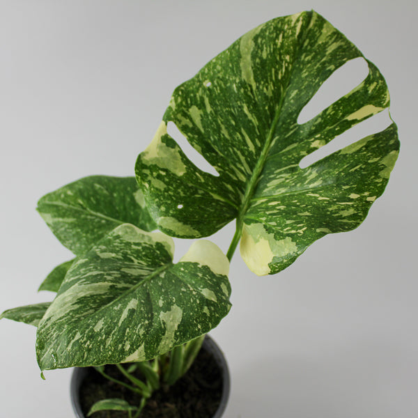 Monstera deliciosa Thai Constellation Ø17cm H45cm