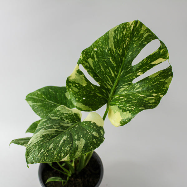Monstera deliciosa Thai Constellation Ø17cm H45cm
