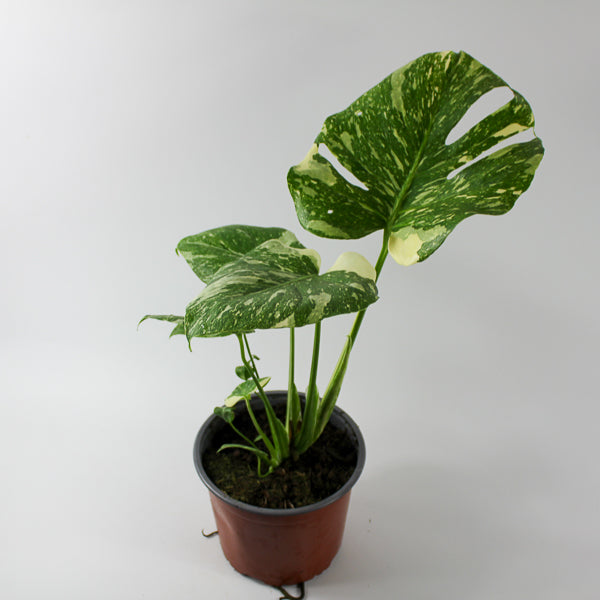 Monstera deliciosa Thai Constellation Ø17cm H45cm