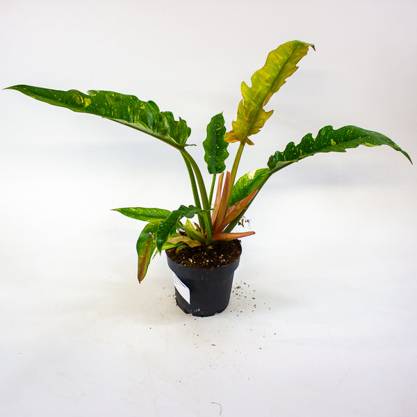 Philodendron Ring of Fire 12cm H30cm
