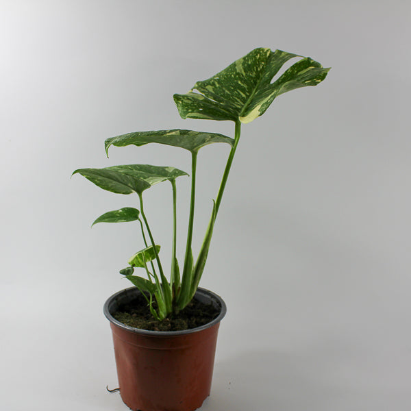 Monstera deliciosa Thai Constellation Ø17cm H45cm