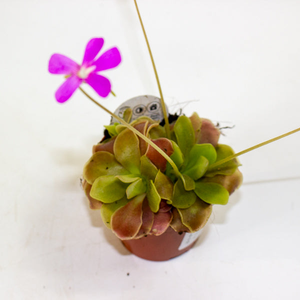 Pinguicula 8.5cm H10cm