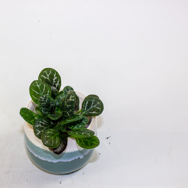 Primulina Yungfuensis 2cm H10cm