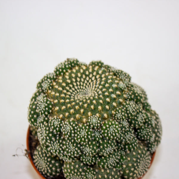 Rebutia muscula 8.5cm H16cm
