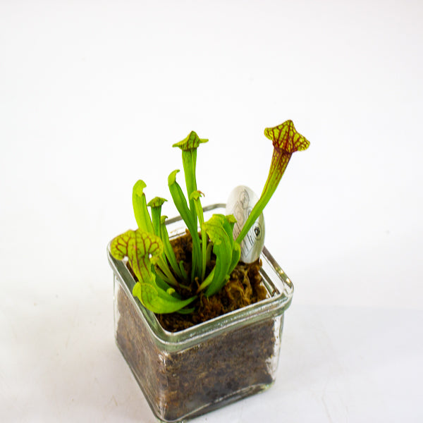 Carniverous mix in Square Glass Vase 8cm H17cm