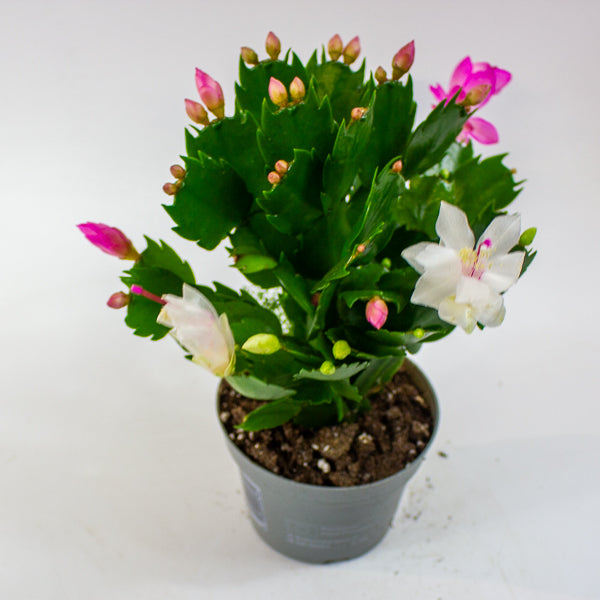 Schlumbergera mixed 13cm H25cm