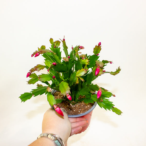 Schlumbergera gaertneri 12cm H28cm