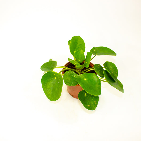 Pilea peperomioides - Chinese Money Plant Ø11cm H20cm