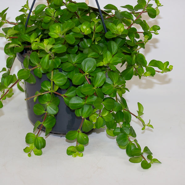 Peperomia rotundifolia 15cm H25cm