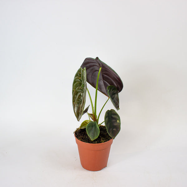 Alocasia Red Secret 12cm H30cm