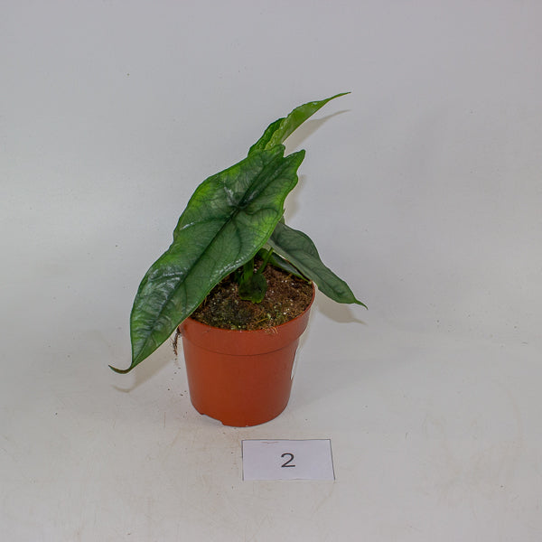 Alocasia Het. Dragons Breath 12cm H25cm