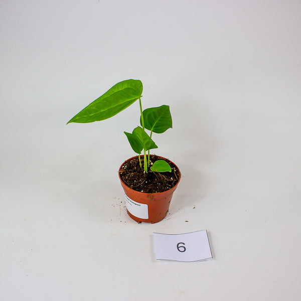 Anthurium Veitchii Narrow 8cm H10cm
