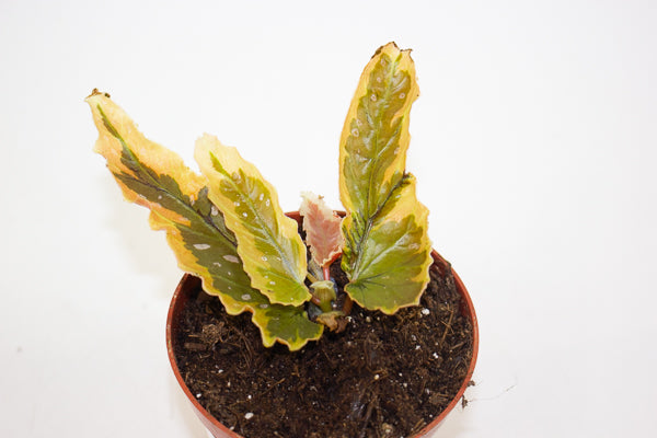 Begonia Dainty Spray Sport variegated 8cm H12cm