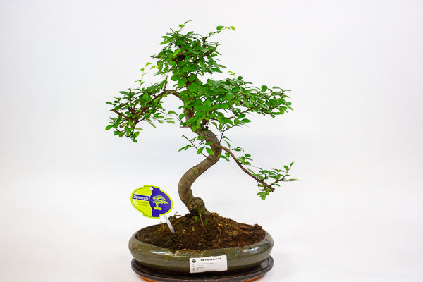 Bonsai mixed species - Choose one from our selection 24cm H40cm
