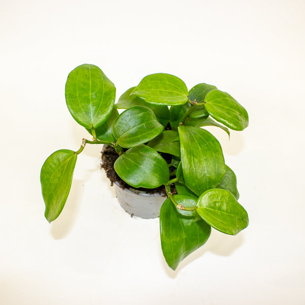 Hoya quinquenervia 12cm H20cm