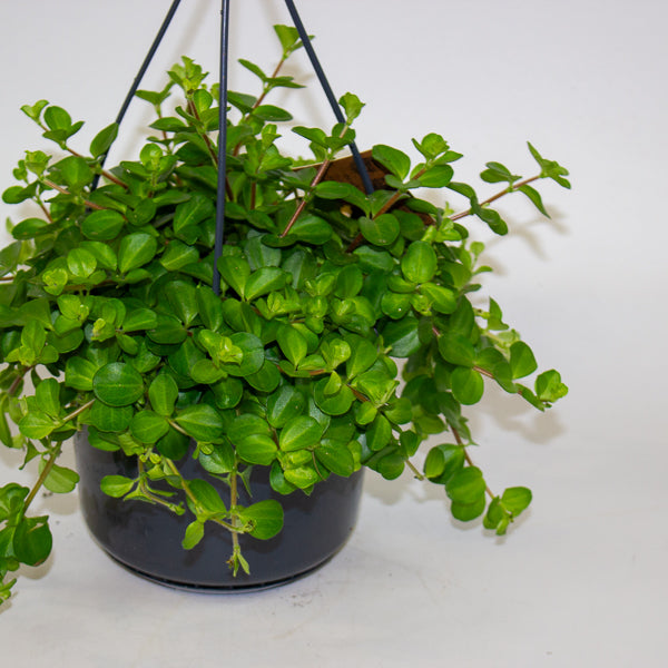 Peperomia rotundifolia 15cm H25cm