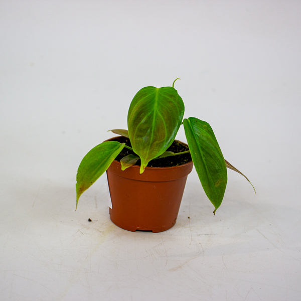 Philodendron Esmeraldense 6cm H15cm