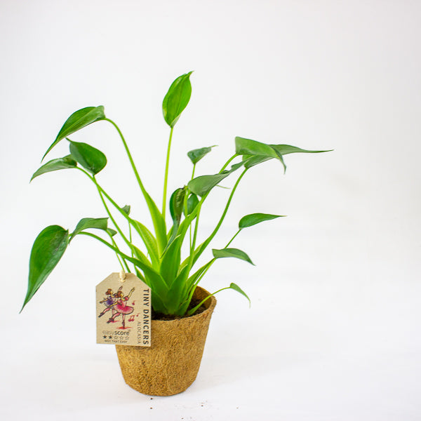 Alocasia 'Tiny Dancer' 11cm H30cm