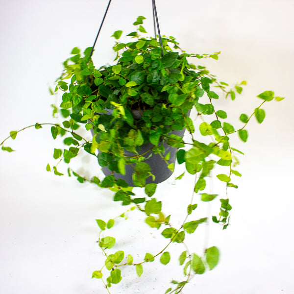 Ficus pumila 19cm H25cm